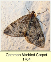 Common Marbled Carpet, Chloroclysta truncata
