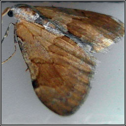 Pine Carpet, Thera firmata