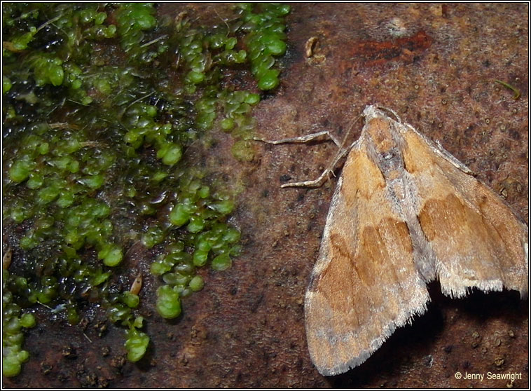 Pine Carpet, Thera firmata