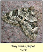 Grey Pine Carpet, Thera obeliscata