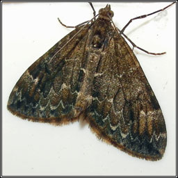 Spruce Carpet, Therea britannica