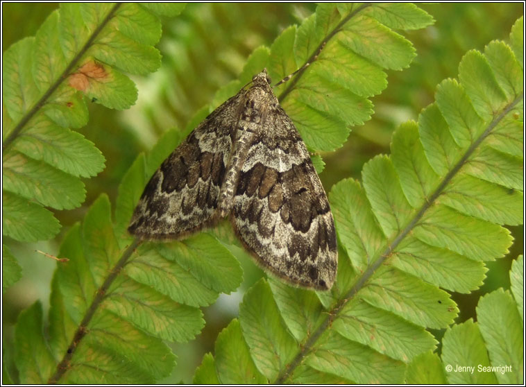 Spruce Carpet, Therea britannica