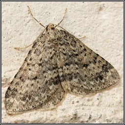 Mottled Grey, Colostygia multistrigaria