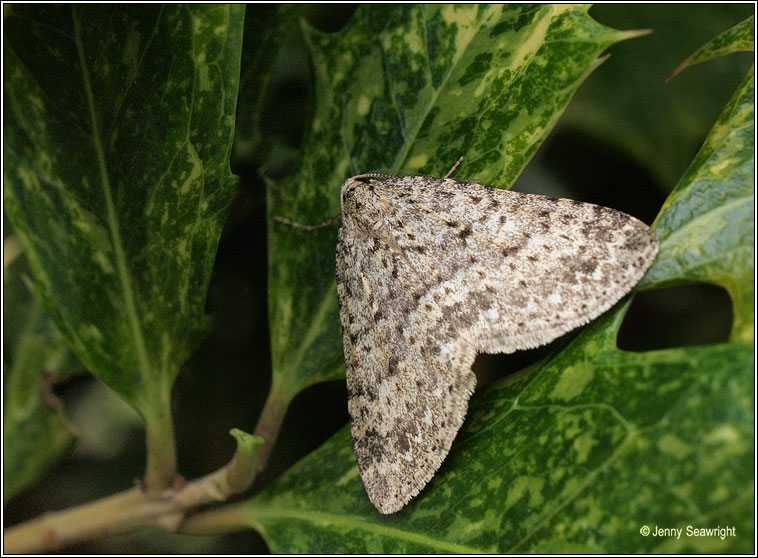 Mottled Grey, Colostygia multistrigaria