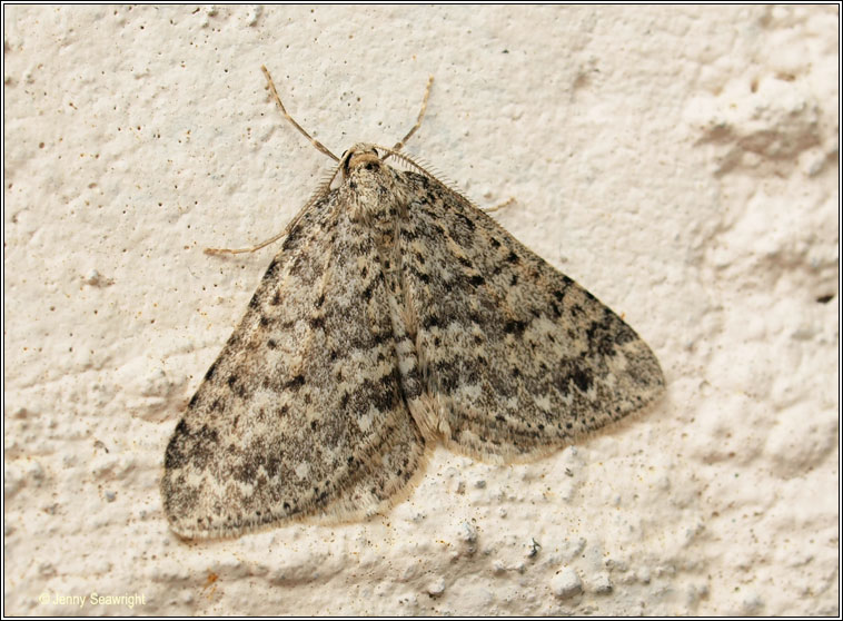 Mottled Grey, Colostygia multistrigaria