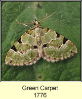 Green Carpet, Colostygia pectinataria