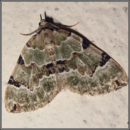 Green Carpet, Colostygia pectinataria