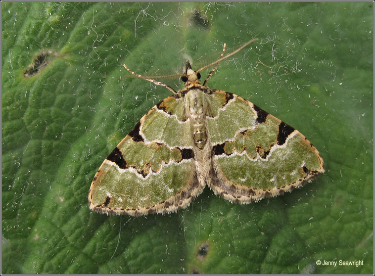 Green Carpet, Colostygia pectinataria