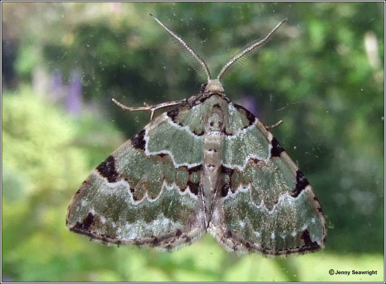 Green Carpet, Colostygia pectinataria