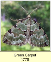 Green Carpet, Colostygia pectinataria