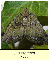 July Highflyer, Hydriomena furcata