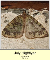 July Highflyer, Hydriomena furcata