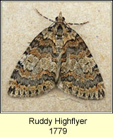 Ruddy Highflyer, Hydriomena ruberata