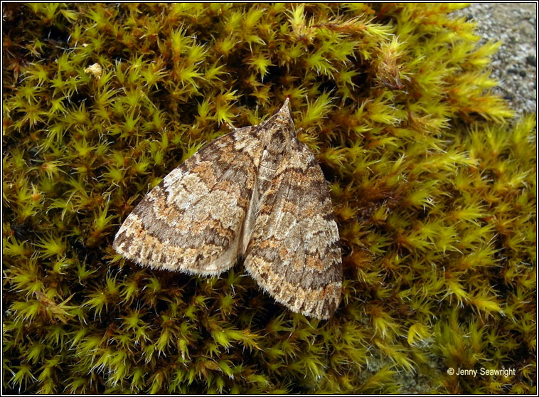 Ruddy Highflyer, Hydriomena ruberata