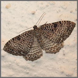 Scallop Shell, Rheumaptera undulata