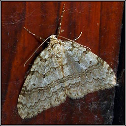 November Moth agg, Epirrita dilutata agg