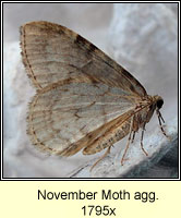 November Moth agg, Epirrita dilutata agg