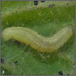 Winter Moth, Operophtera brumata