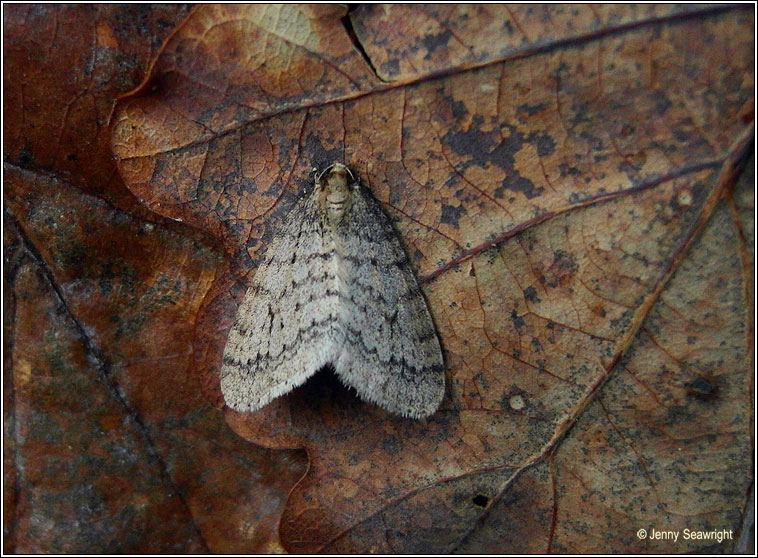 Winter Moth, Operophtera brumata