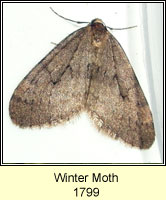 Winter Moth, Operophtera brumata