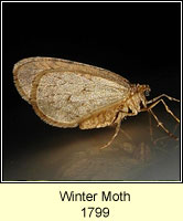 Winter Moth, Operophtera brumata