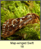 Map-winged Swift, Hepialus fusconebulosa