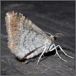 Twin-spot Carpet