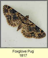 Foxglove Pug, Eupithecia pulchellata