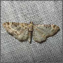 Foxglove Pug, Eupithecia pulchellata