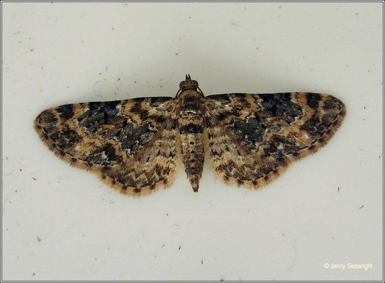 Foxglove Pug, Eupithecia pulchellata