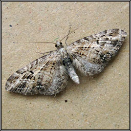 Mottled Pug, Eupithecia exiguata