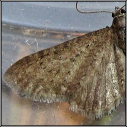 Satyr Pug, Eupithecia satyrata