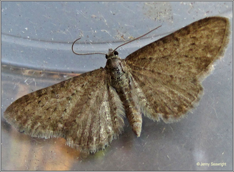 Satyr Pug, Eupithecia satyrata