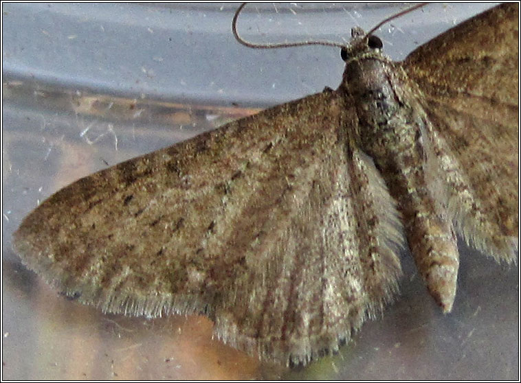 Satyr Pug, Eupithecia satyrata