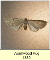 Wormwood Pug, Eupithecia absinthiata