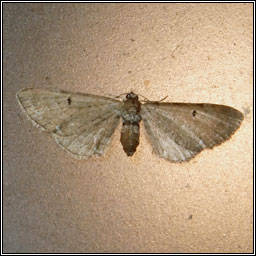 Wormwood Pug, Eupithecia absinthiata