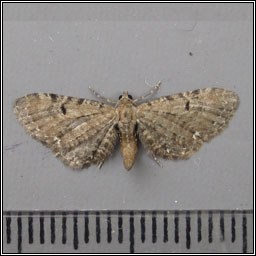 Ling Pug, Eupithecia absinthiata f goossensiata