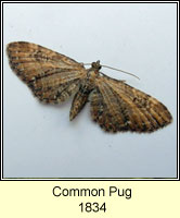 Common Pug, Eupithecia vulgata