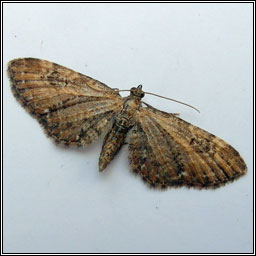 Common Pug, 