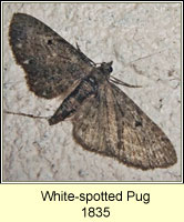 White-spotted Pug, Eupithecia tripunctaria