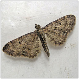 Grey Pug, Eupithecia subfuscata