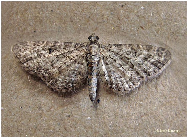 Grey Pug, Eupithecia subfuscata