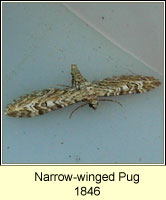 Narrow-winged Pug, Eupithecia nanata