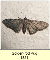 Narrow-winged Pug, Eupithecia virgaureata