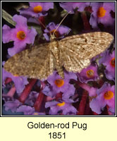 Narrow-winged Pug, Eupithecia virgaureata