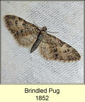 Brindled Pug, Eupithecia abbreviata