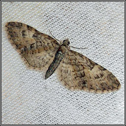 Brindled Pug, Eupithecia abbreviata