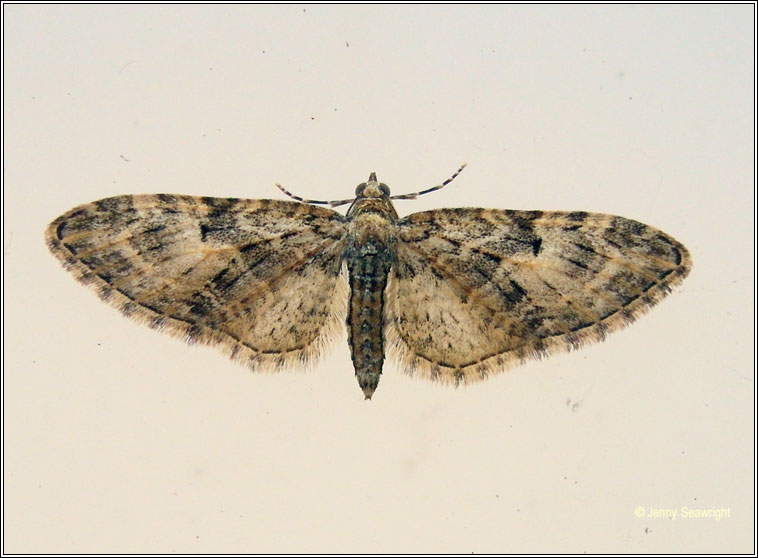 Brindled Pug, Eupithecia abbreviata