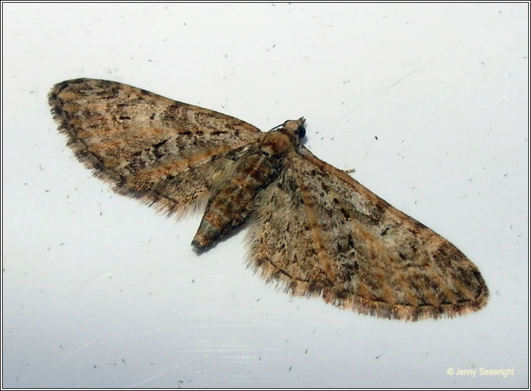 Brindled Pug, Eupithecia abbreviata