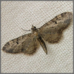 Oak-tree Pug, Eupithecia dodoneata